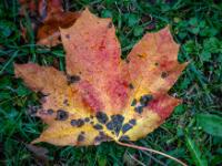 Gelb und Rotfärbung an Ahornblatt mit Flecken